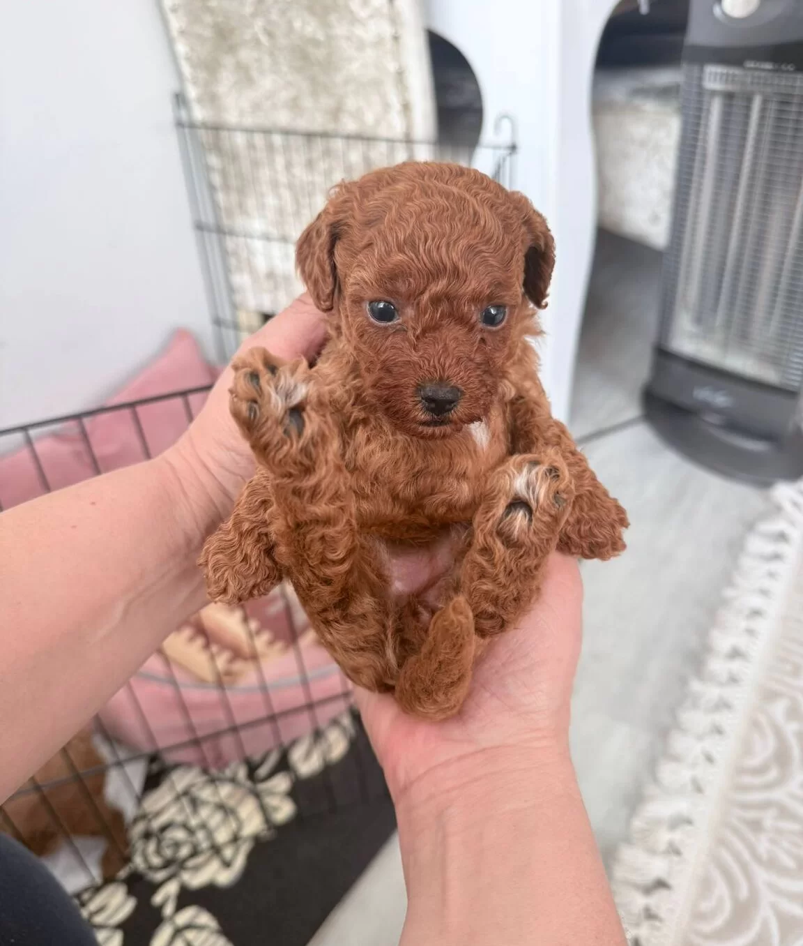 Sosyal Ve Enerjik Toy Poodle Yavruları