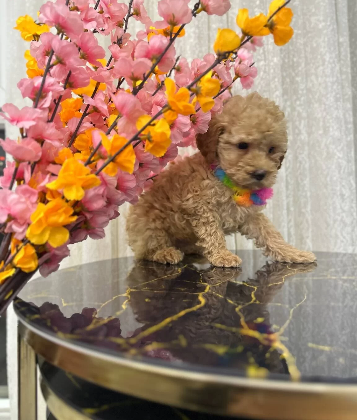 Kore Kan Hattı Surpriz Karakterli Toy Poodle Yavrusu