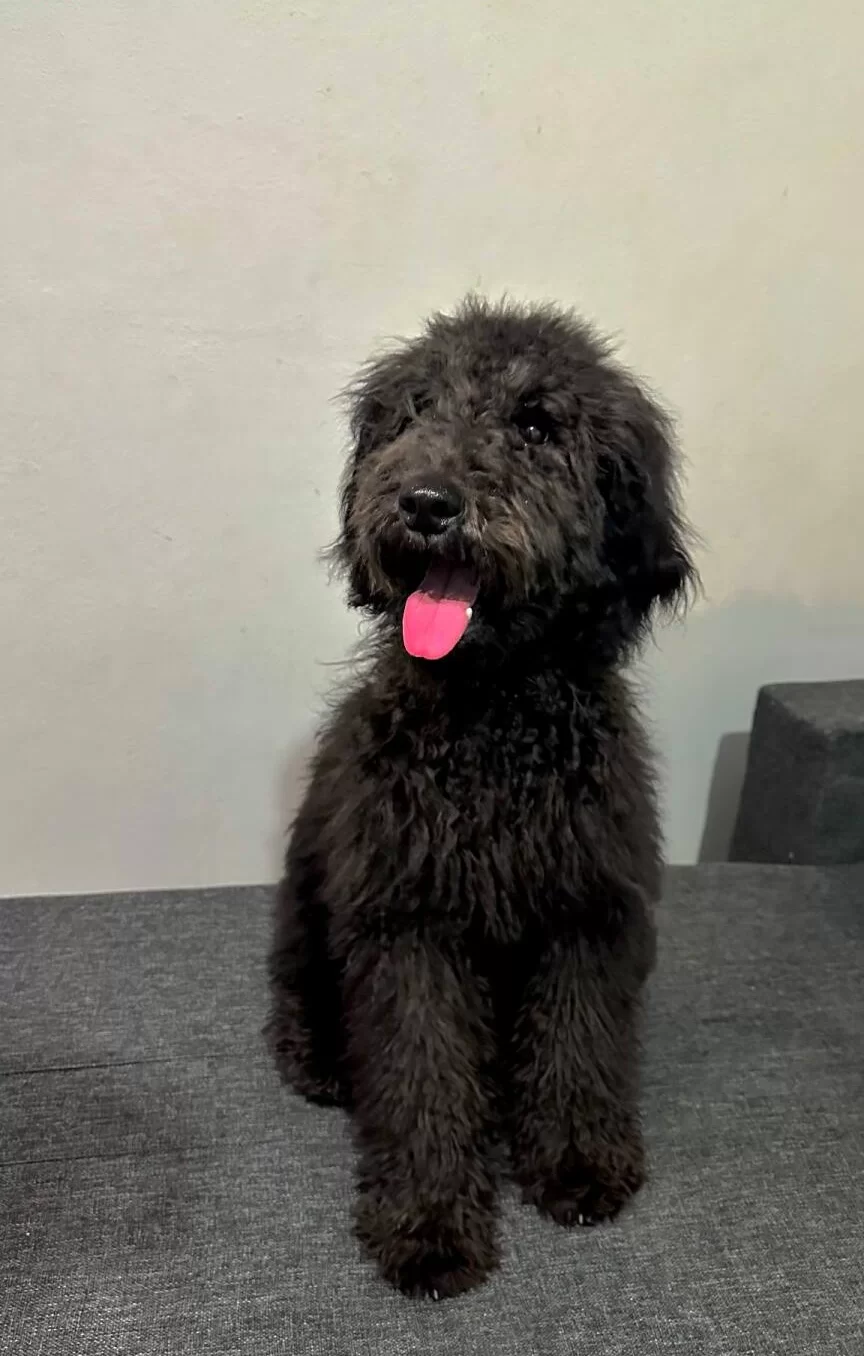 Uygun Fiyatlarla Black Poodle