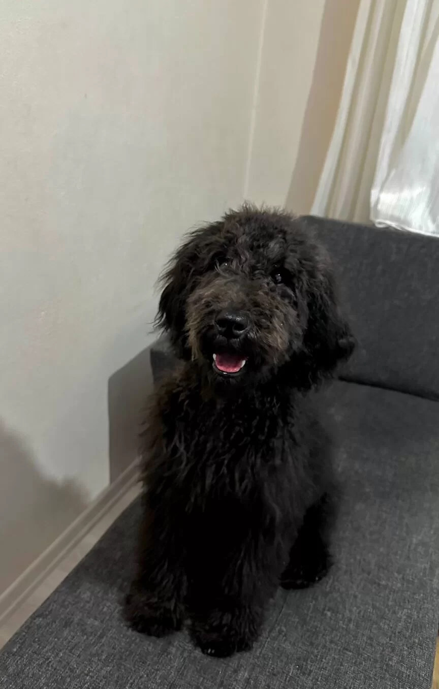 Uygun Fiyatlarla Black Poodle