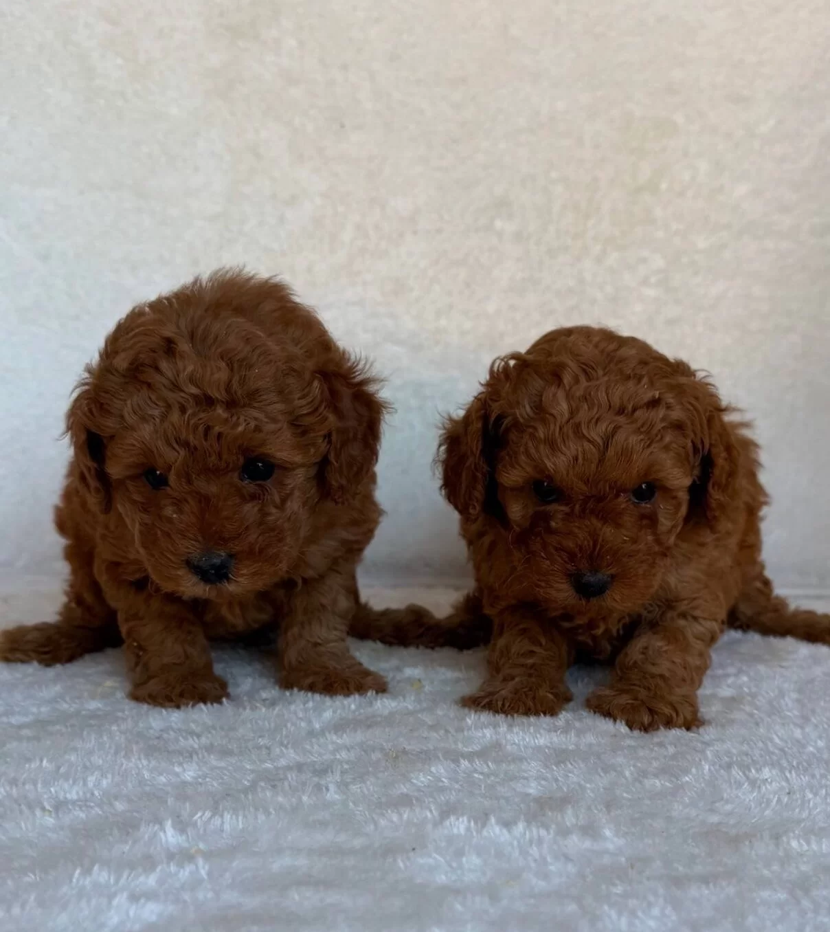 Kıpkırmızı Kurklu Pasaportlu Mikro Cipli Oyuncak Poodle