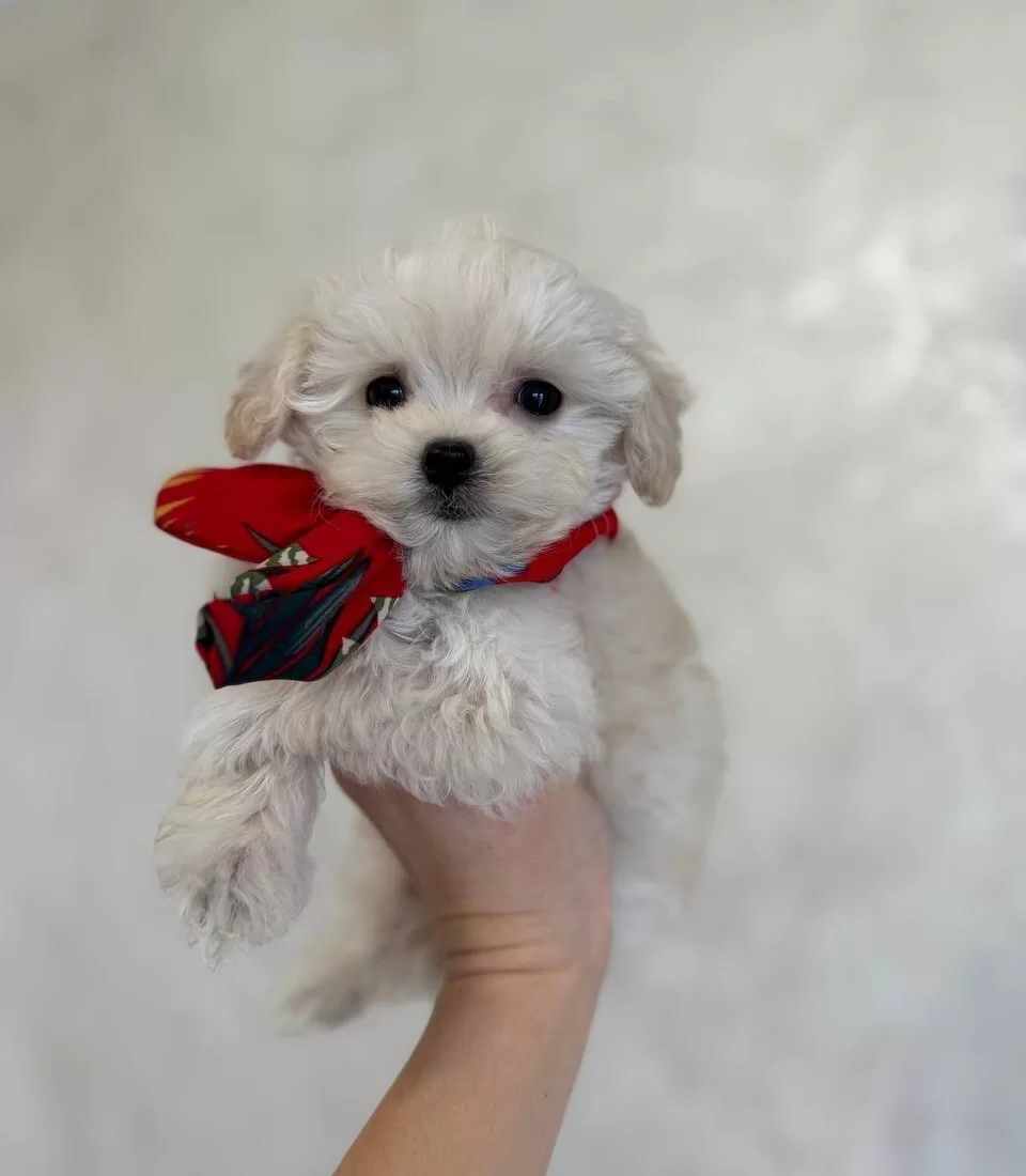 Safkan Ev Uretimi Numara Kar Beyaz Maltese Terrier