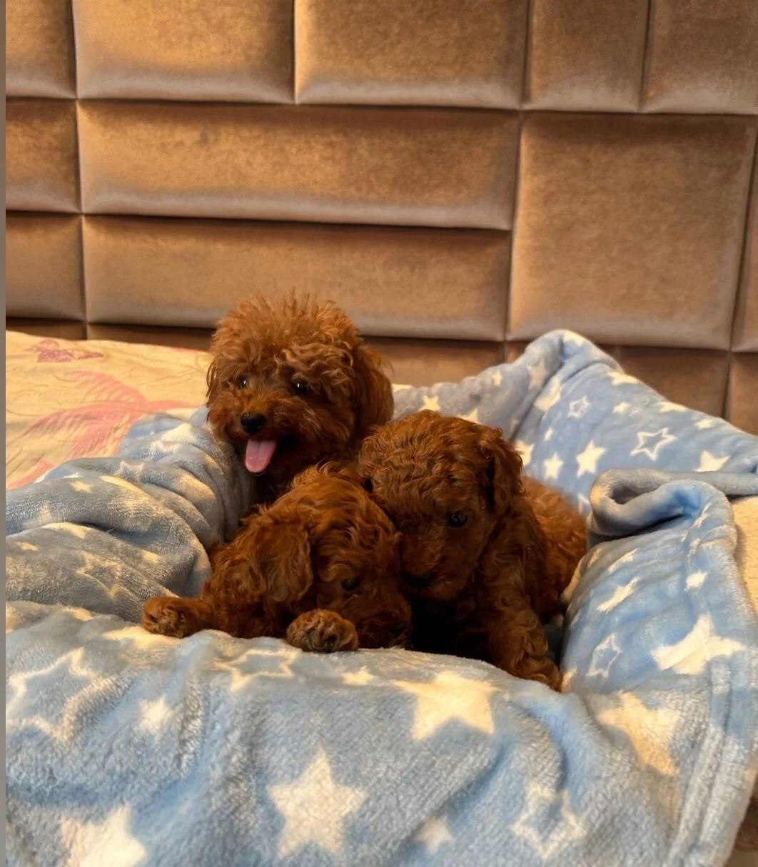 Avuc Icine Sıgan Kızıl Mucizeler Kore Toy Poodle Yavruları