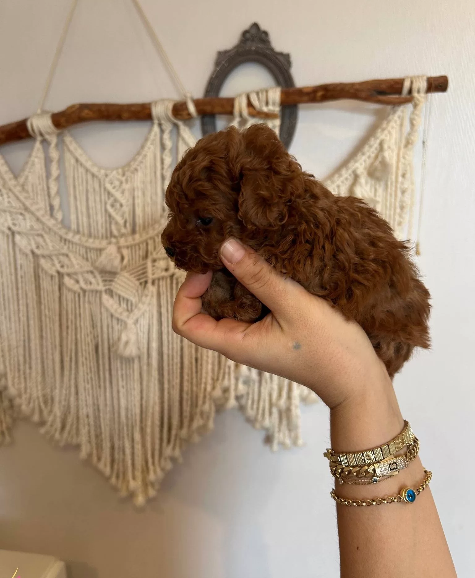 Avuc Icine Sıgan Kızıl Mucizeler Kore Toy Poodle Yavruları