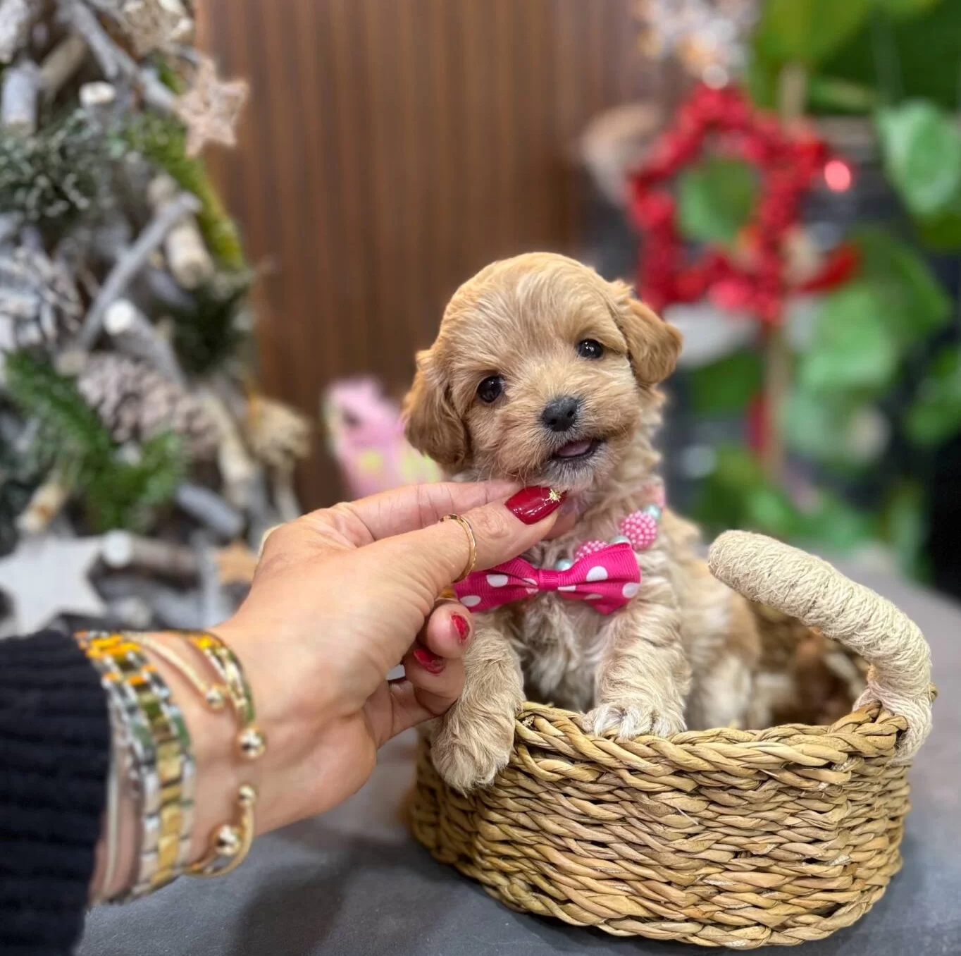 Kıvırcık Tuy Yapılı Bebek Suratlı Maltipoo Yavruları