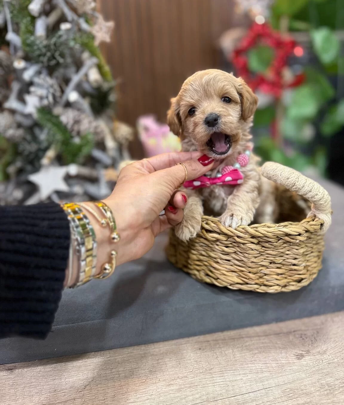 Kıvırcık Tuy Yapılı Bebek Suratlı Maltipoo Yavruları