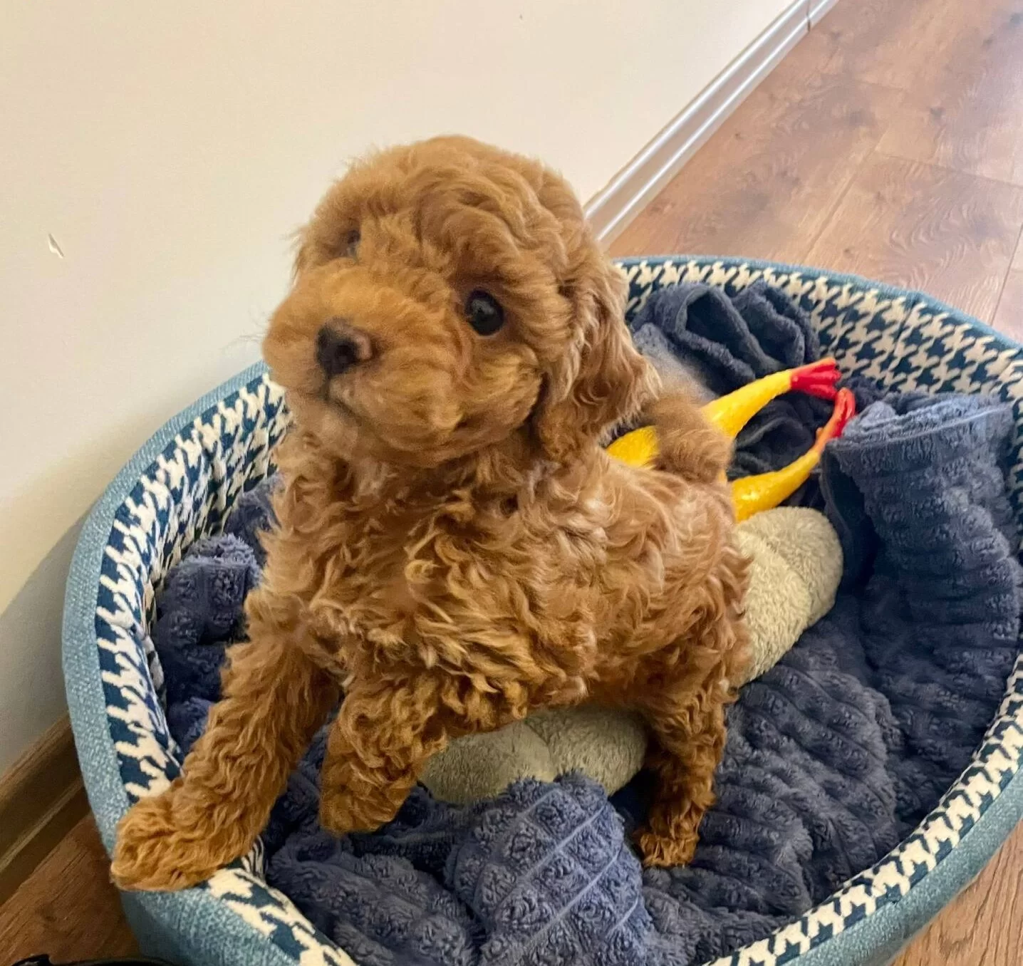 Izmir Bornova Safkan Toy Poodle Yavruları