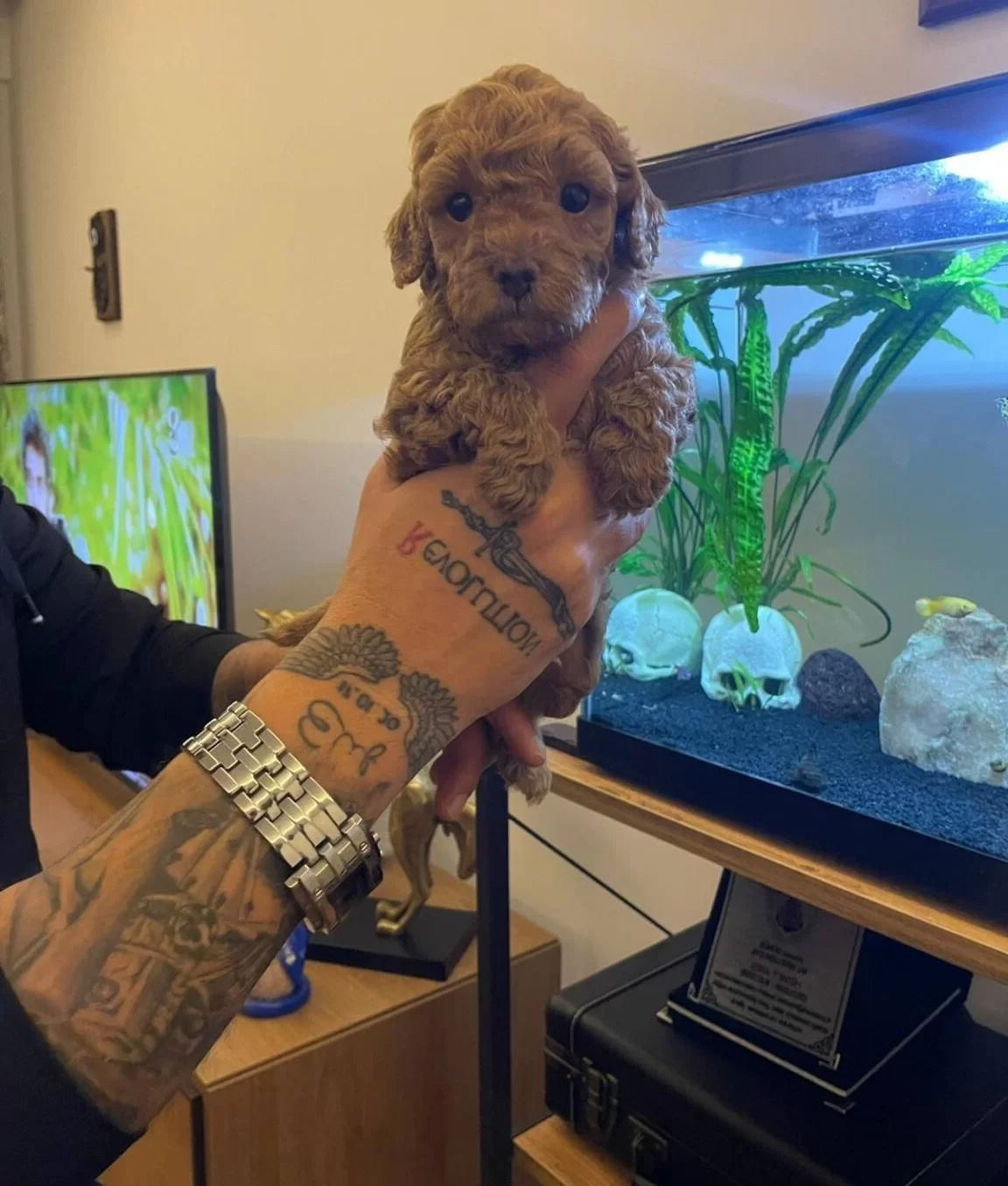 Izmir Bornova Safkan Toy Poodle Yavruları