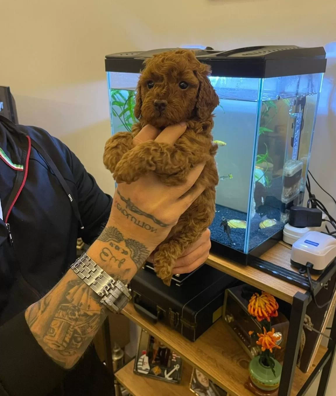 Izmir Bornova Safkan Toy Poodle Yavruları