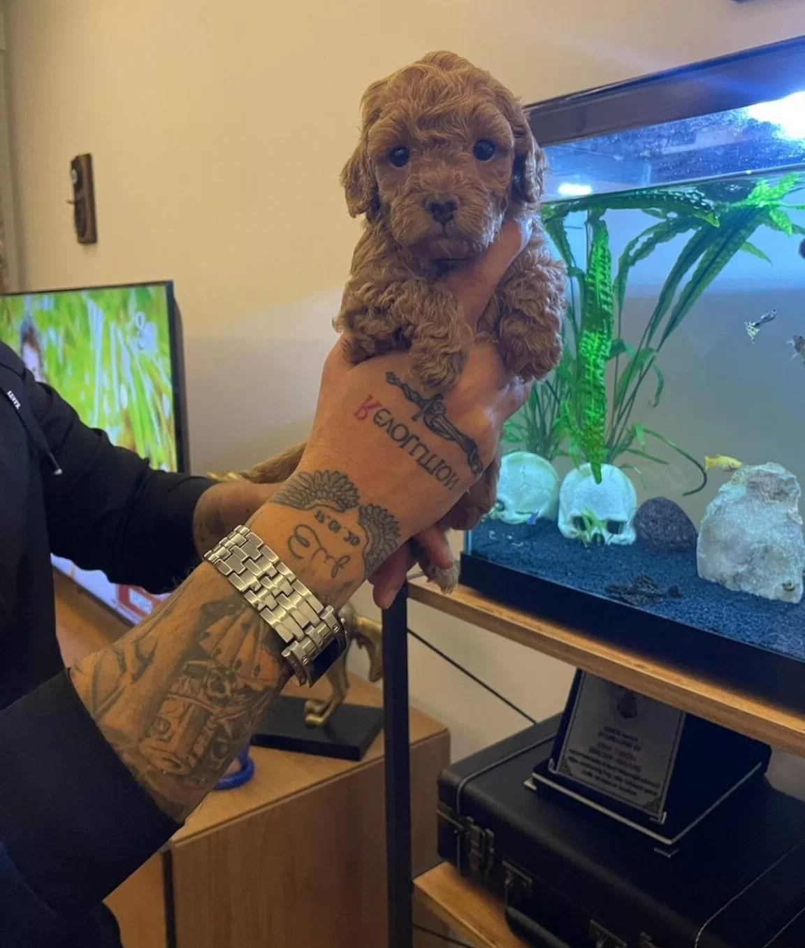 Izmir Bornova Safkan Toy Poodle Yavruları