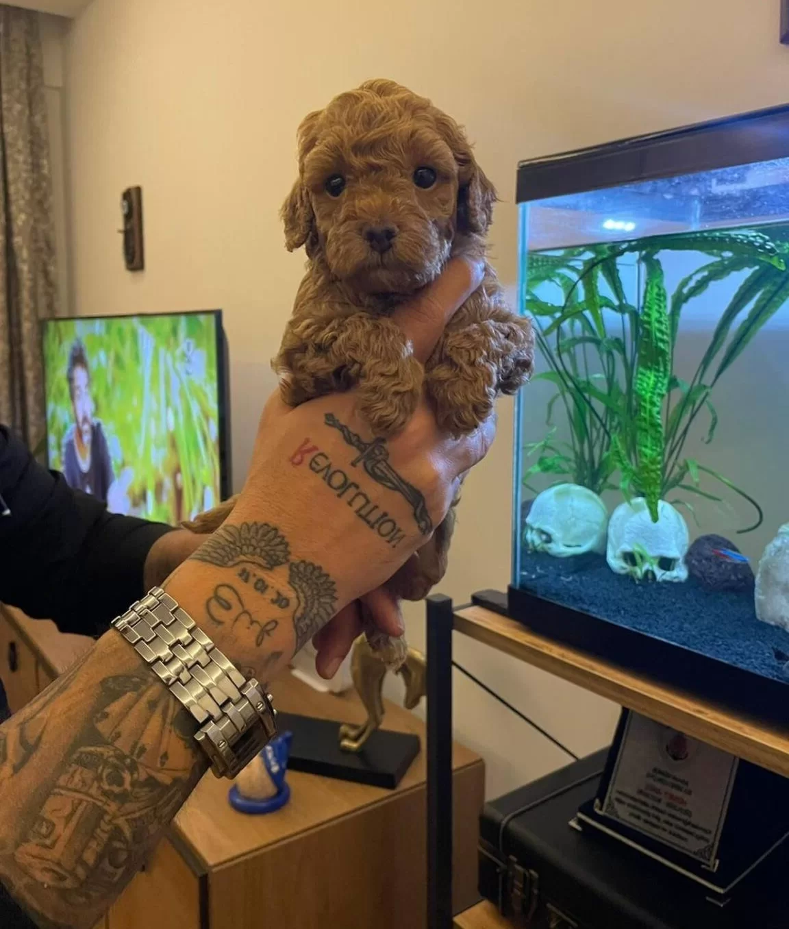 Izmir Bornova Safkan Toy Poodle Yavruları