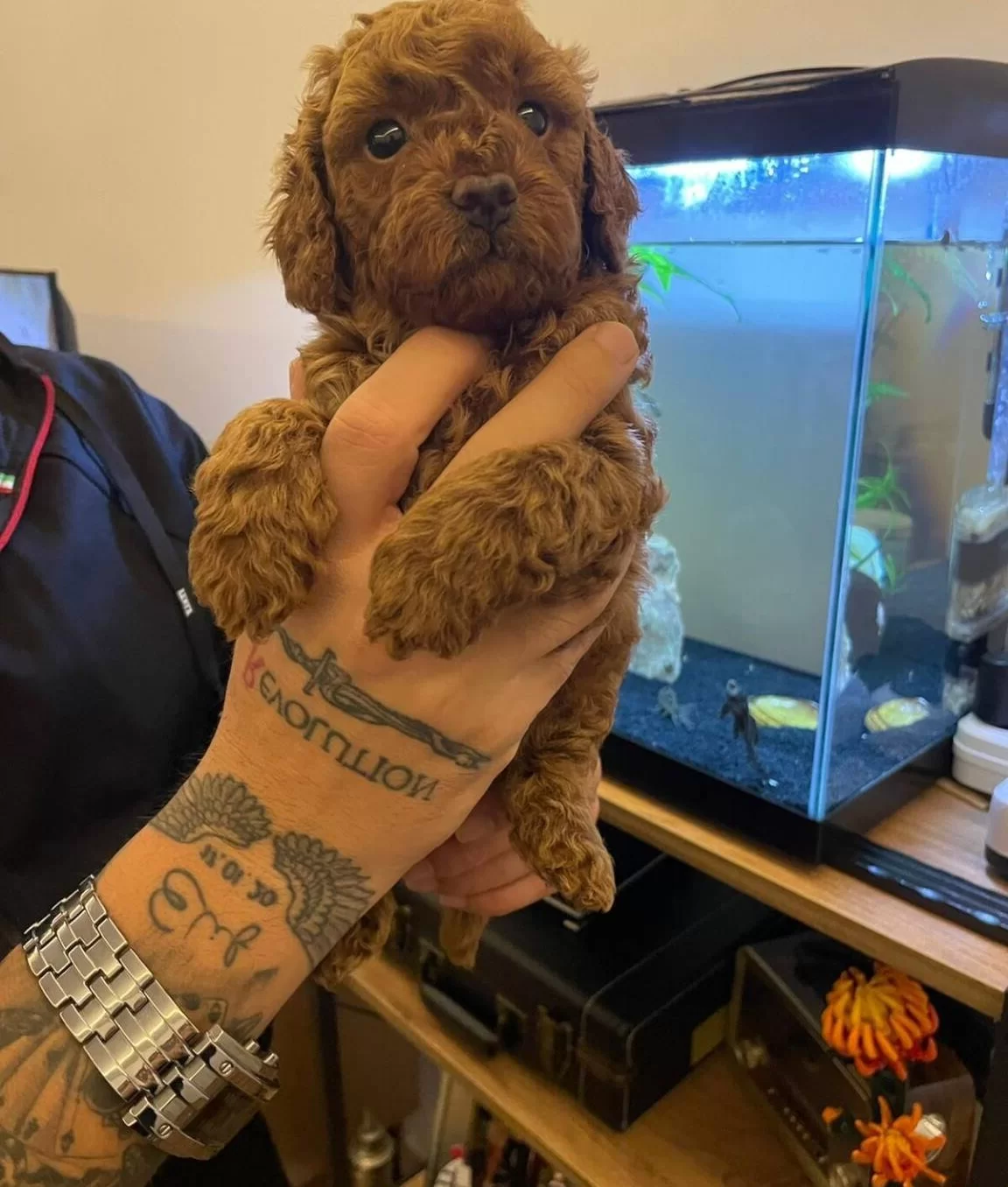 Izmir Bornova Safkan Toy Poodle Yavruları