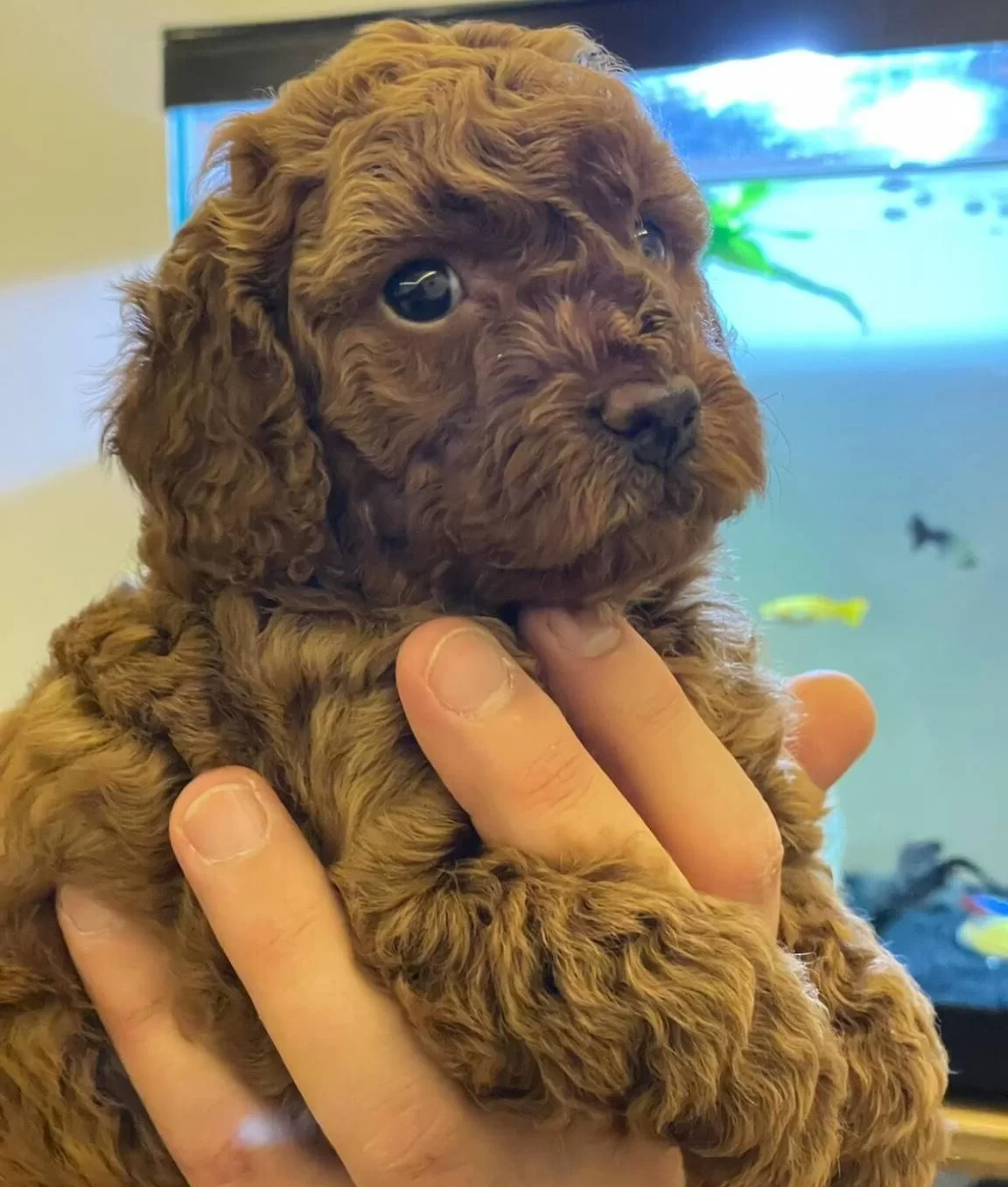 Izmir Bornova Safkan Toy Poodle Yavruları
