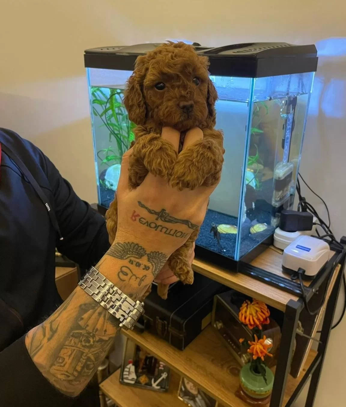 Izmir Bornova Safkan Toy Poodle Yavruları