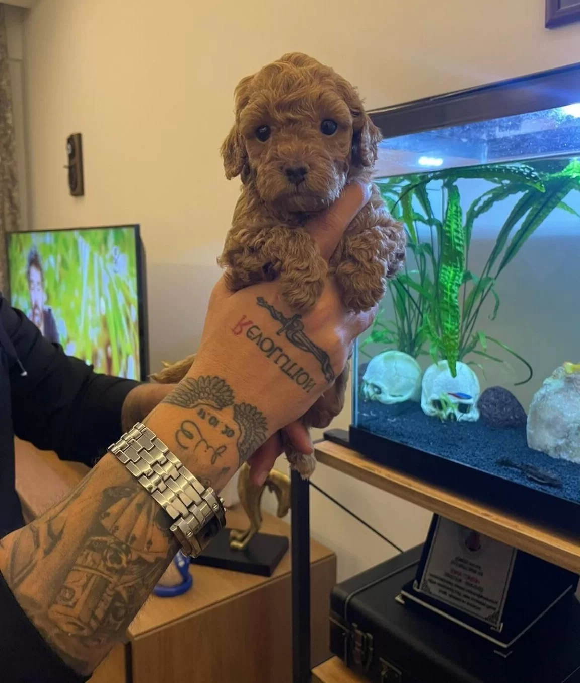 Izmir Bornova Safkan Toy Poodle Yavruları