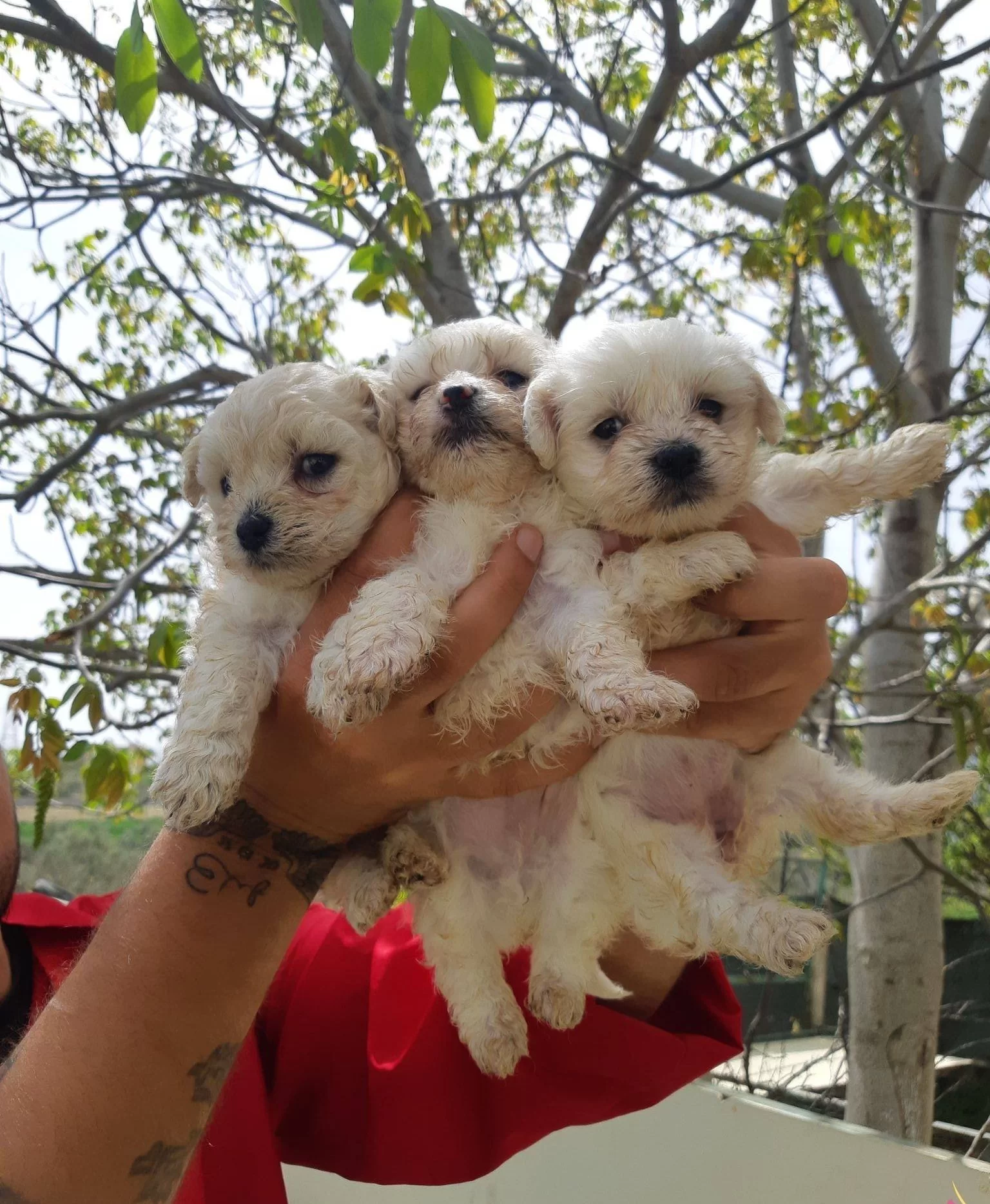 Ev Hayatına Uyumlu Safkan Maltese Terrier Yavruları