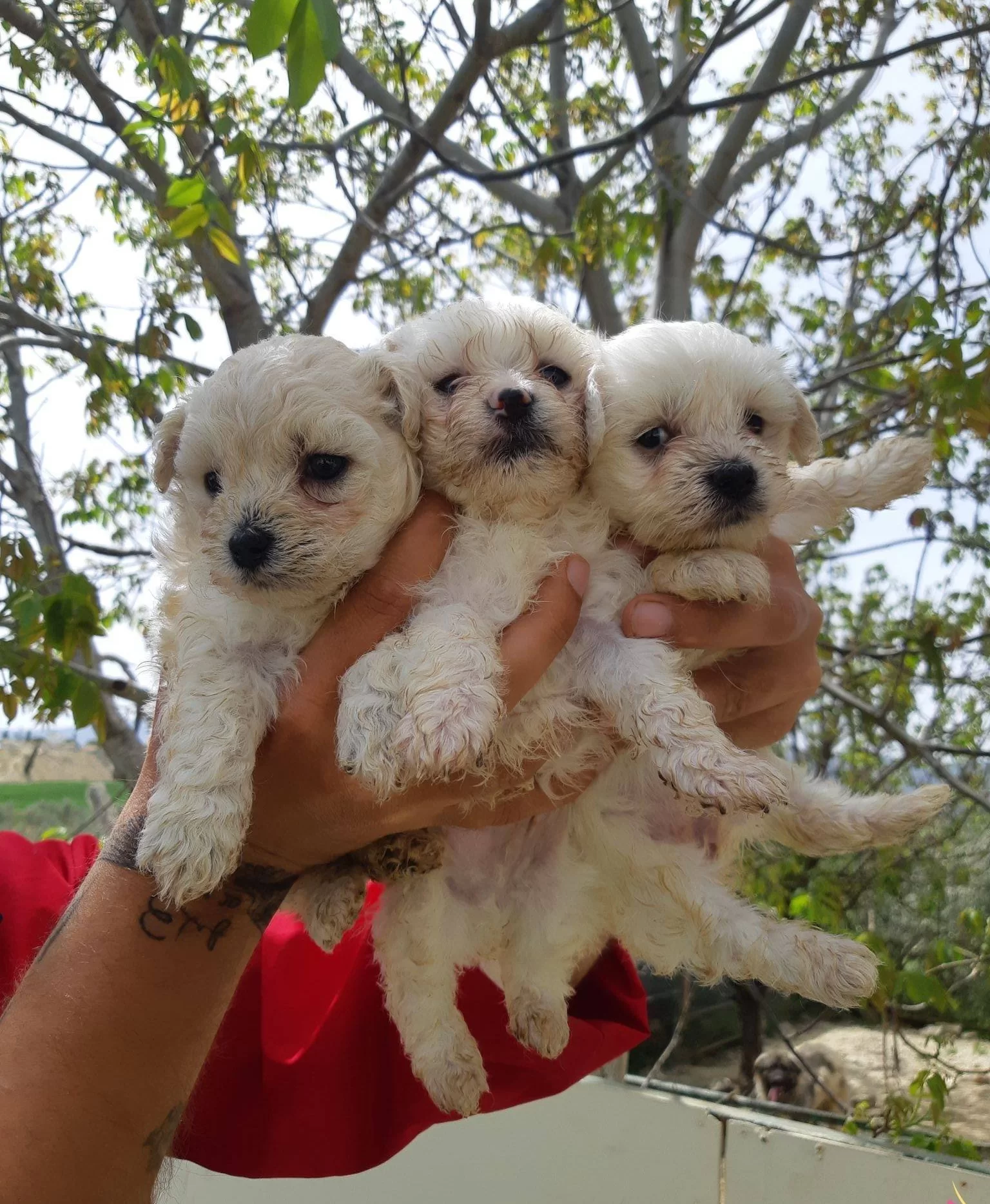 Ev Hayatına Uyumlu Safkan Maltese Terrier Yavruları