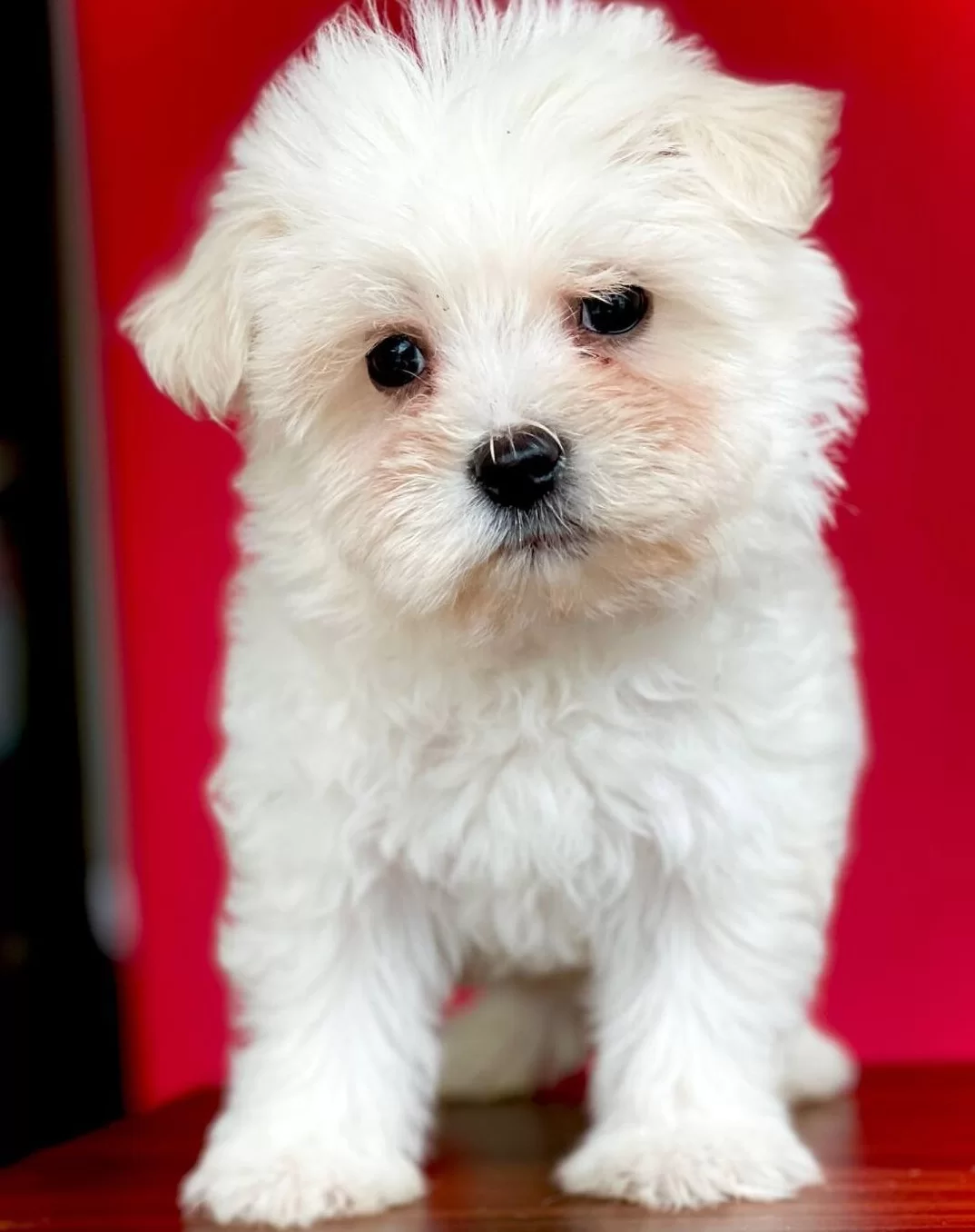 Safkan Maltese Terrier Yavruları Ile Hayatınıza Nese Katın