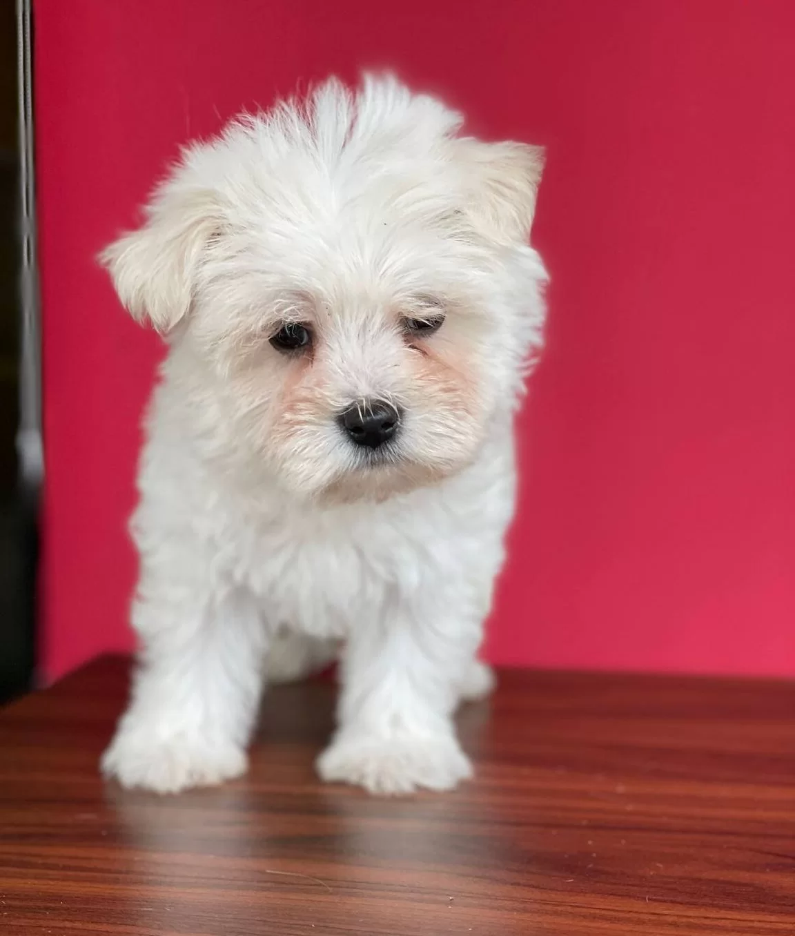 Safkan Maltese Terrier Yavruları Ile Hayatınıza Nese Katın