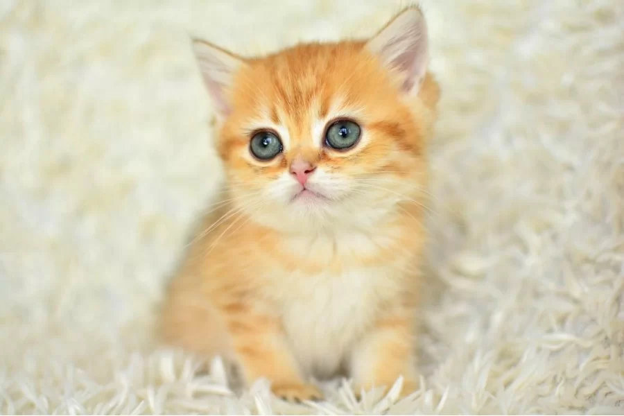 Golden Ny11 British Shorthair Yavrumuz