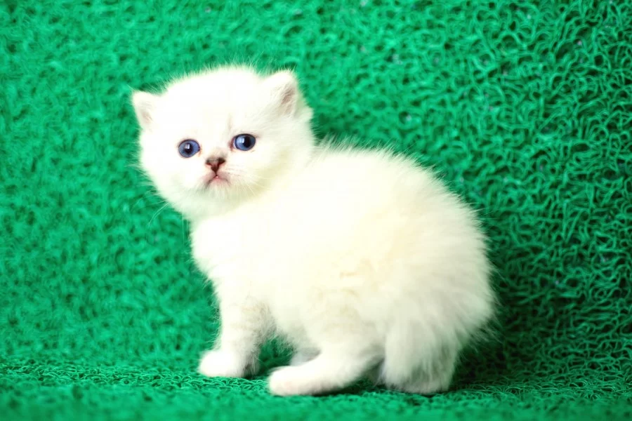 Sut Beyaz Silver Brtish Shorthair Ns1133