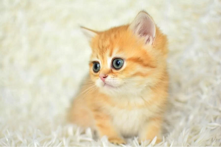 Golden Ny11 British Shorthair Yavrumuz