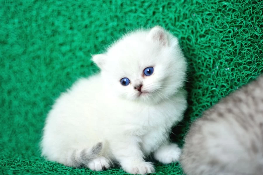 Sut Beyaz Silver Brtish Shorthair Ns1133