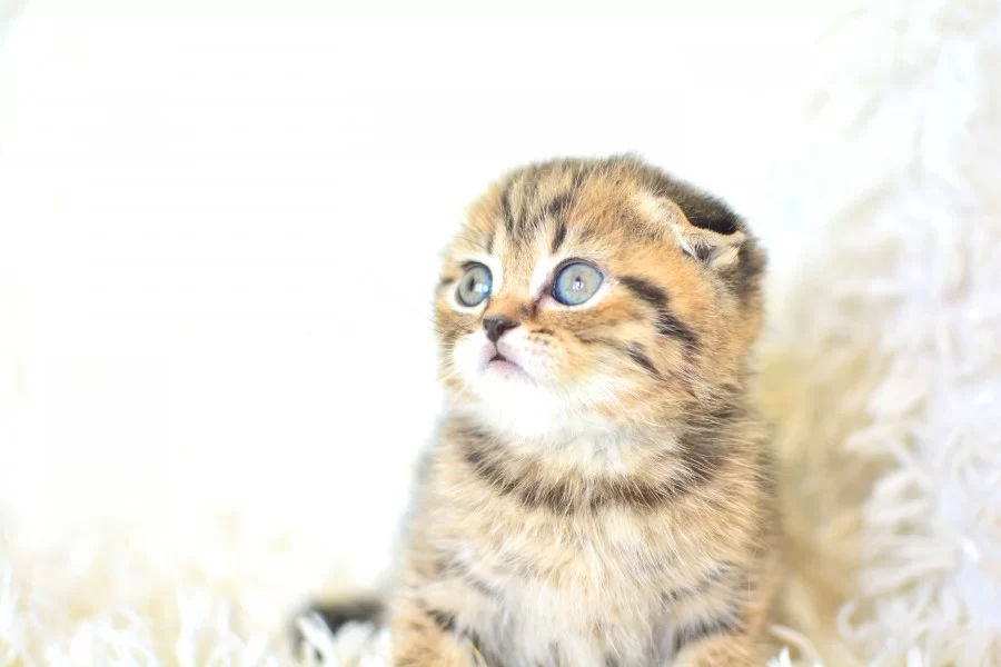 Top Kafa Ny24 Golden Scottish Fold