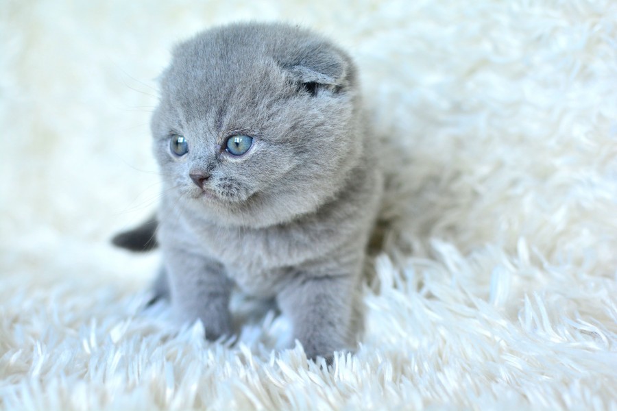Muhteşem Top Kafa Gri Scottish Fold Yavrumuz