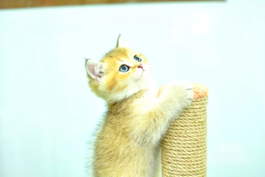 Sampiyonluk Guzelliginde Ny12 Golden British Shorthair