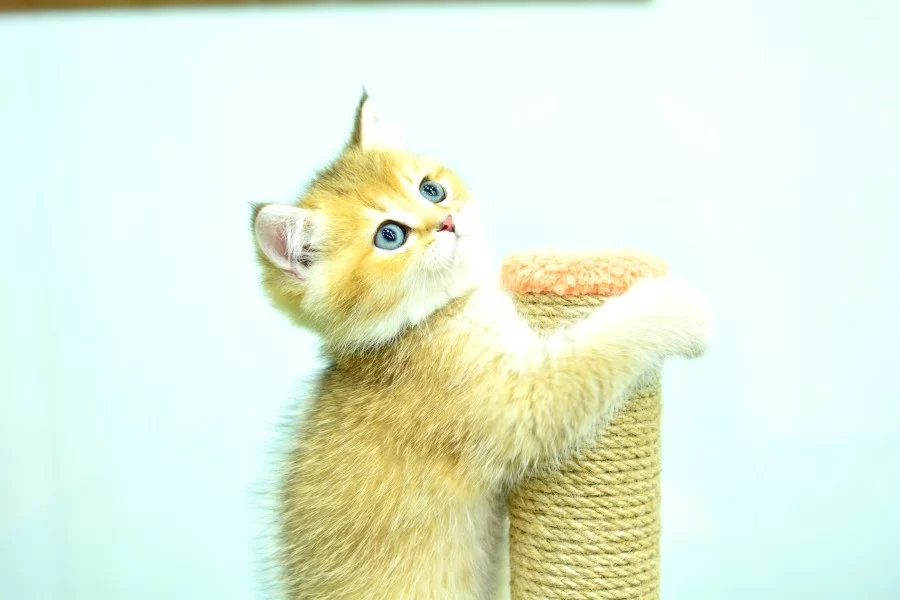 Sampiyonluk Guzelliginde Ny12 Golden British Shorthair