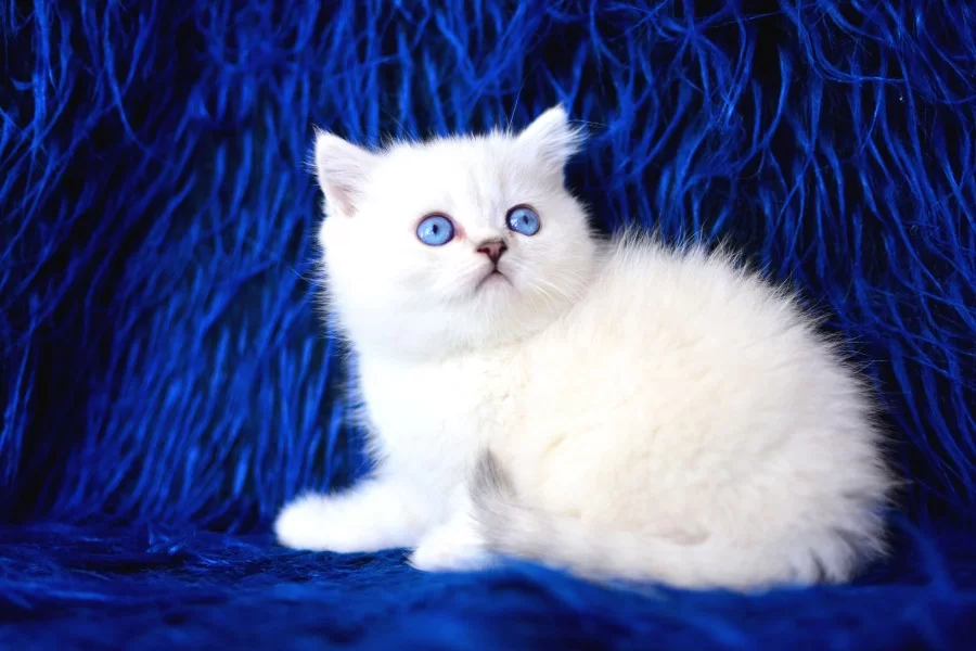 Boncuk Gozlu Silver British Shorthair Ns1133