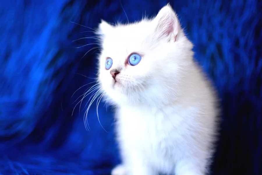 Boncuk Gozlu Silver British Shorthair Ns1133