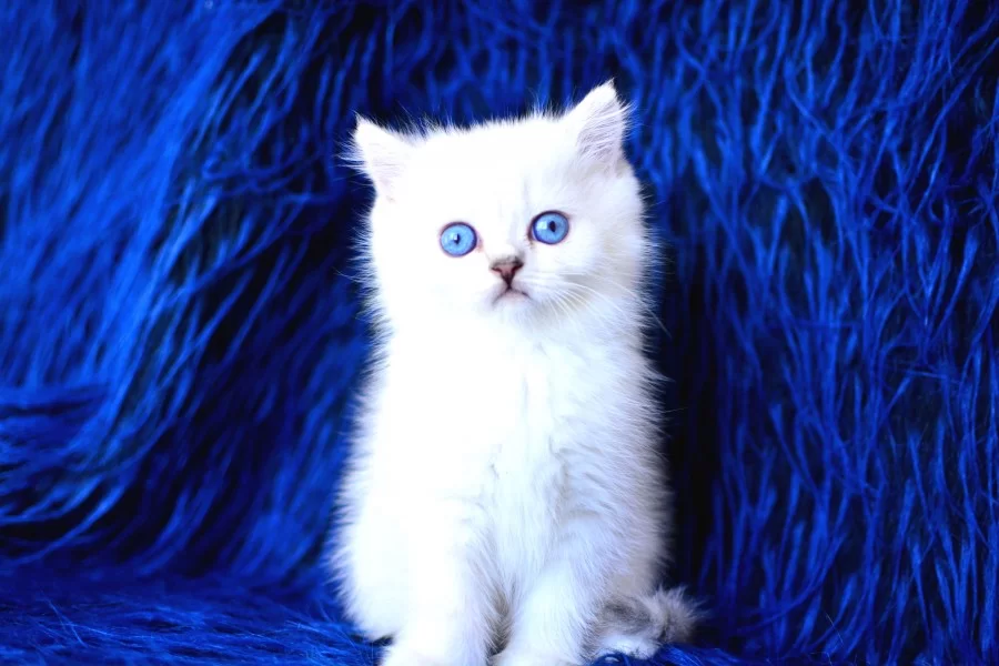 Boncuk Gozlu Silver British Shorthair Ns1133