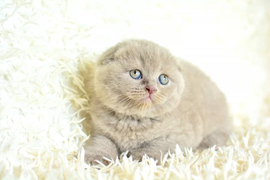 Topac Kafa Lilac Scottish Fold