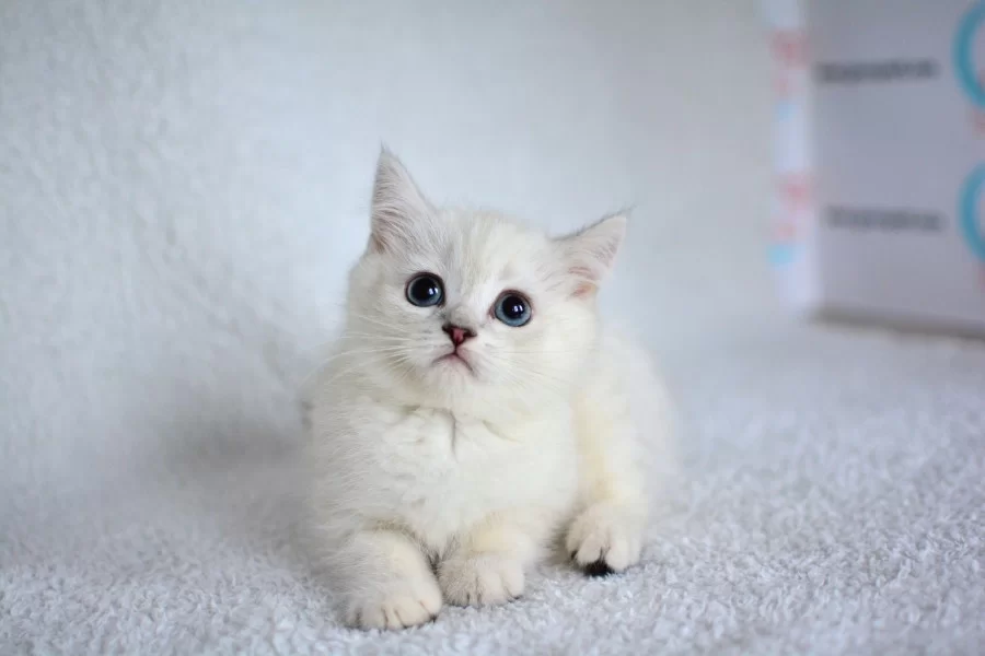 Okyanus Gozlu Silver Point British Shorthair Yavrumuz