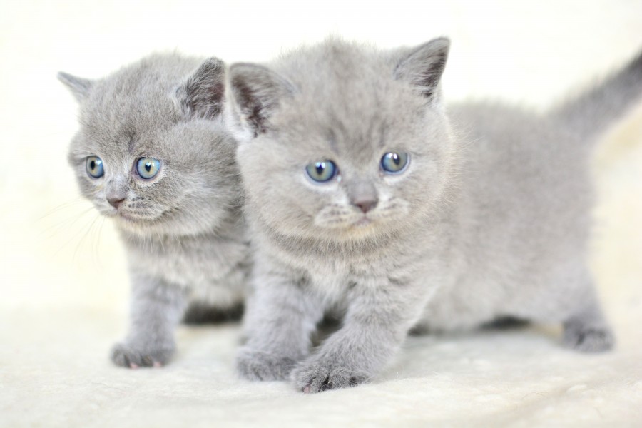 Küt Kafa Gri British Shorthair Yavrularımız