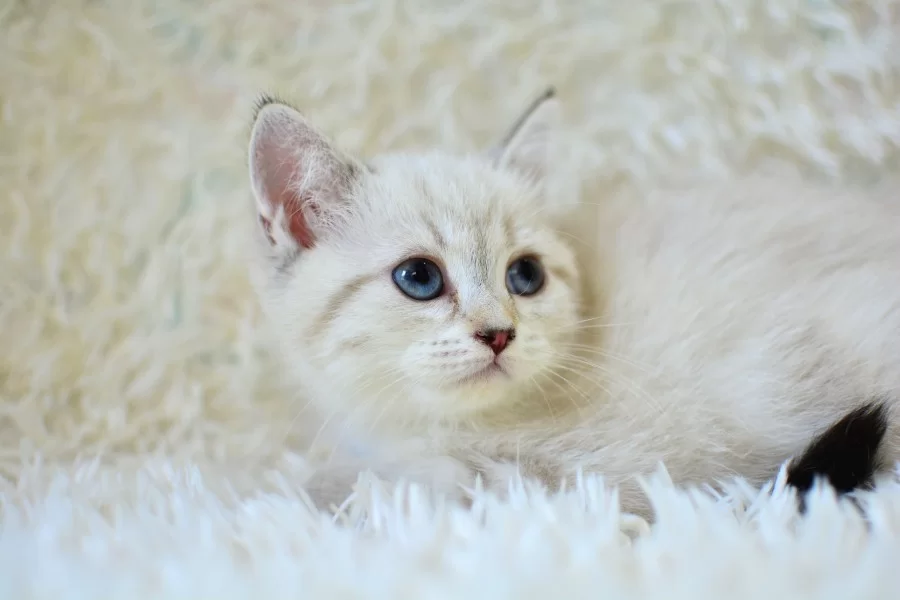 Sampiyon Soyundan Lynx British Shorthair