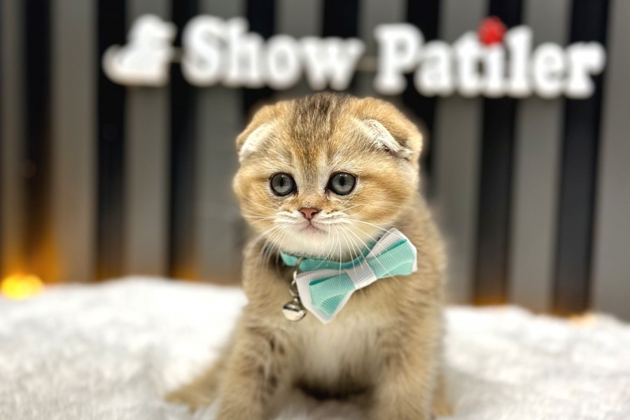 Show Class Scottish Fold Golden