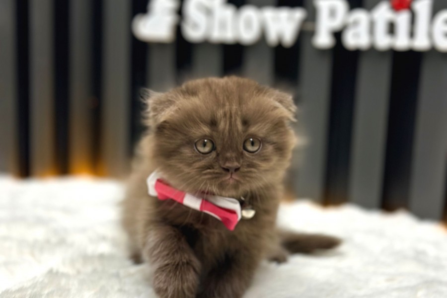 Cinnamon Scottish Longhair