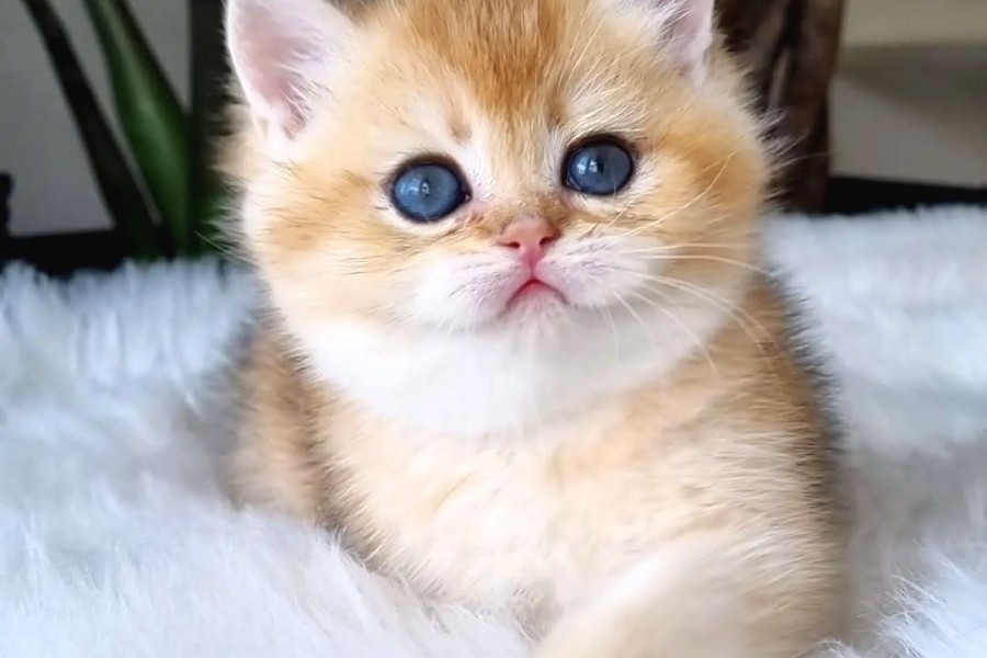 Ay Işığı ile Gelen Yavrumuz Golden British Shorthair