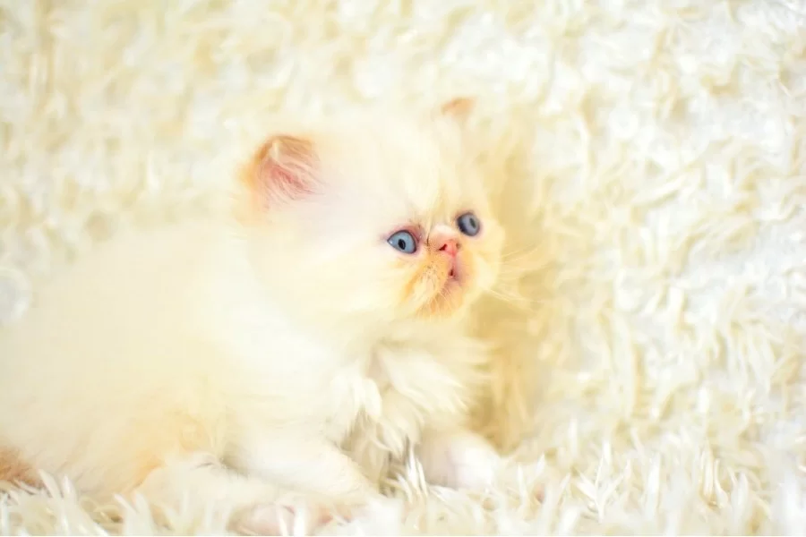 Sıfır Burun Muhtesem Kalite Iran Persian