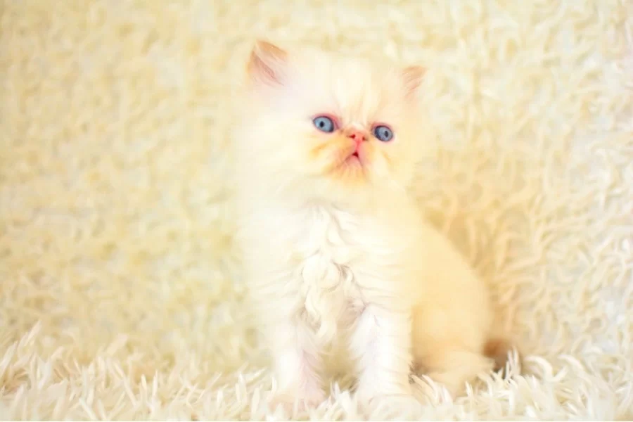 Sıfır Burun Muhtesem Kalite Iran Persian