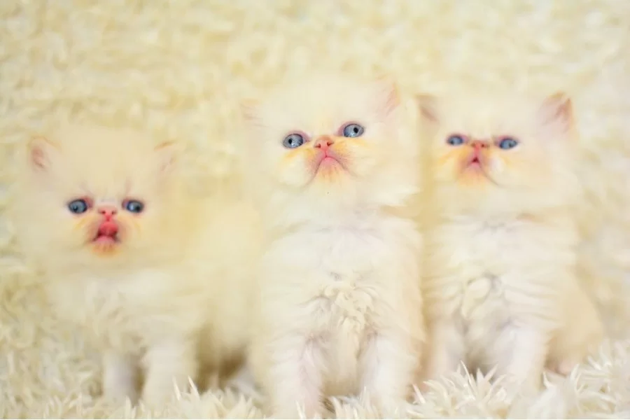 Mas Mavi Gozlu Beyaz Iran Persian Yavrularımız