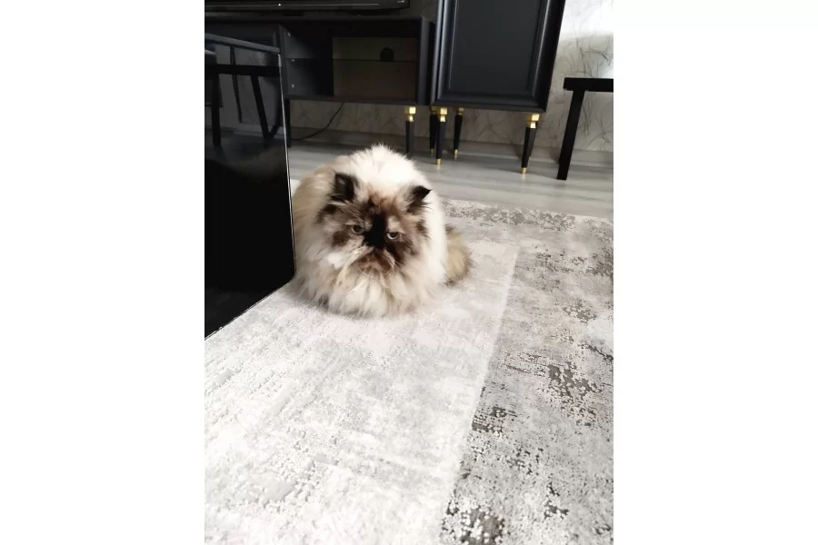 2 5 Yasında Disi Mavi Isimli Kızımız Yeni Yuvasını Arıyor