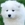 Samoyed