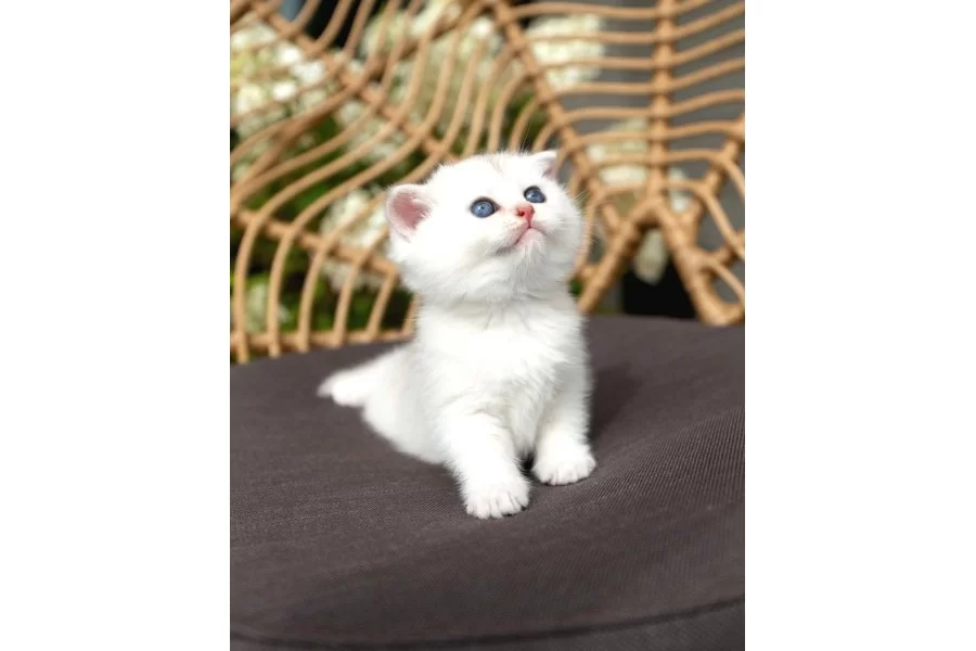 Ozenle Yetistirilmis Silver British Shorthair
