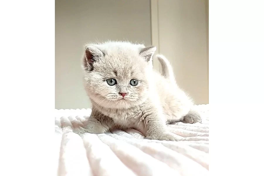 Mahsun bebeğim Lilac British Shorthair