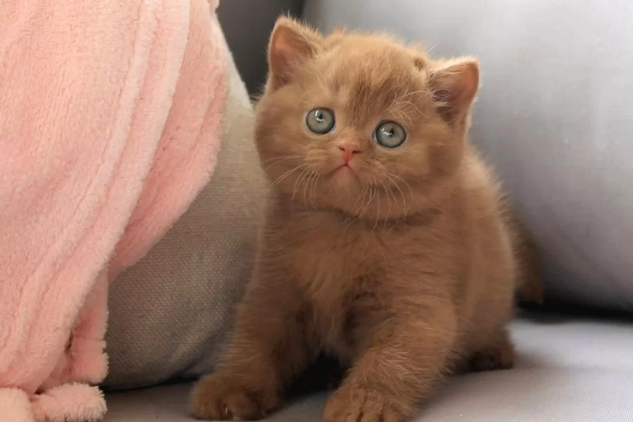 Ozel Rengiyle Chocolate British Shorthair