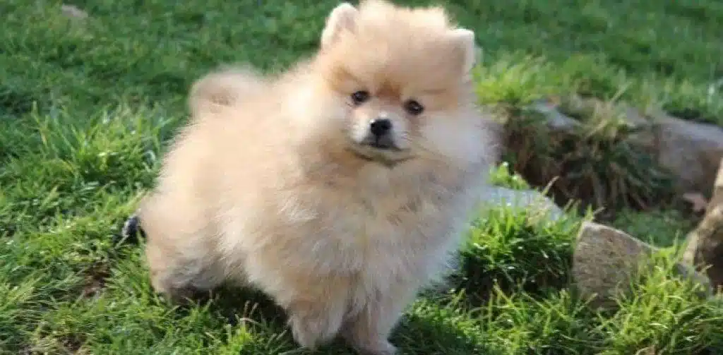 Safkan Pomeranian Boo Yavruları